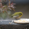 ベランダに来る野鳥。スズメ、ヒヨドリ、メジロ