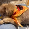 ハロウィンって何？
