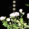 界隈夜景、花園4/4・・・65sgg。