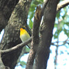鳥見記録（2月～10月）