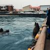 色丹島・穴澗湾　まるでトド水族館　住民がエサやり