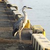 まだ食べる？　大丈夫かぁ・・・