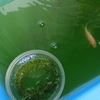青水へ引越しするヒメタニシ