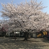 東林南公園（相模原市南区東林間）の桜