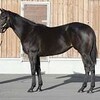 【愛馬の近況】2020年11月末の1歳馬の近況報告