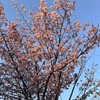 朝桜