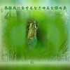 『　無駄死にをするなさせるな蝉の声　』平和の砦交心ｑｓ１４０９