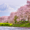 桜前線異常なし！！2016年の桜は・・・（静岡県側から見た富士山と桜編）