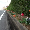 神原町花の会（花美原会）(243)   まちなかの花ラインの形成