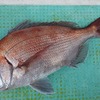 もうじき乗っこみ？初島マダイ