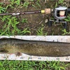 ナマズ釣り ポイントをラン＆ガンで デカナマズも出ました〜♪( ´▽｀)