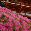 サツキ咲く八坂神社西楼門