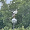 コウノトリ目撃情報
