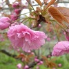 桜の塩漬け