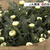 彼岸を前に菊の出荷 最盛期