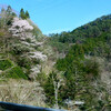 龍神〜十津川〜本宮の桜