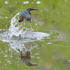 kingfisher 2