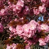 今年も八重桜