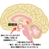 不安や恐怖、緊張がヤバいとき＝扁桃体が暴走してる説。