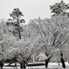 雪景色