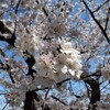 今年の花見は手始めに市内の大蔵池公園からそして桜ヶ丘神明社にご挨拶の参拝