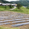 補植というか定植