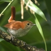 沖縄に鳥を見に行った日記（２０２４　１１１４－１７）その６。