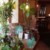 古民家dining山茶花＠熊本県菊池市