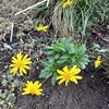 花苗の植え付けと冬越しの準備と芝生張りの続き