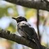 【野鳥】No.10　新潟　春の野鳥