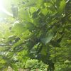 但馬高原植物園