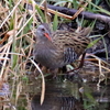 飯能市の公園のクイナとホオジロガモ♀