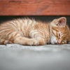 【可愛いネコは誰でも作れる！？】砂場でネコ作り🐈