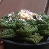 サボテンの光合成スタイル　CAM植物