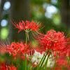 【常盤平】2018年の松戸祖光院の彼岸花（曼珠沙華）は凄い人気でした September 2018