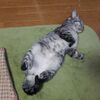 あけおめ・ことよろ　で　ツイッターが　落ちたとか
