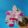 Cattleya　　lundii交配　３種