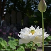 癒しをもとめて喜光寺…その４