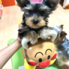 次男くんお婿入りDAY