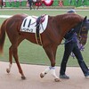 レベンディス、〇〇騎手と初コンビ。