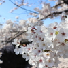 山崎川四季の道へ桜を撮りに行こう！