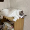 今日はたくさん遊んでたくさん食べたふくちゃん