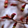 稚内公園の桜開花