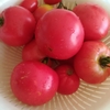 【家庭菜園】今シーズンのトマト収穫終了ー