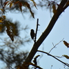 ジィちゃんと探鳥、吉田口登山道の野鳥/2019-11-10