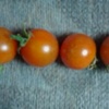 水耕栽培ミニトマト　今晩は4個収穫できました。