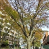 香里団地　けやき通りの紅葉