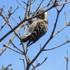 馬見丘陵公園の鳥たち