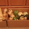 長期保存用ウリ科野菜