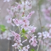 桜咲く雨の六角堂